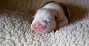 A new Bulldog puppy is born