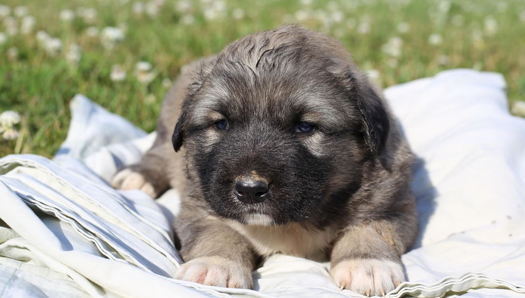 caucasian ovcharka puppy