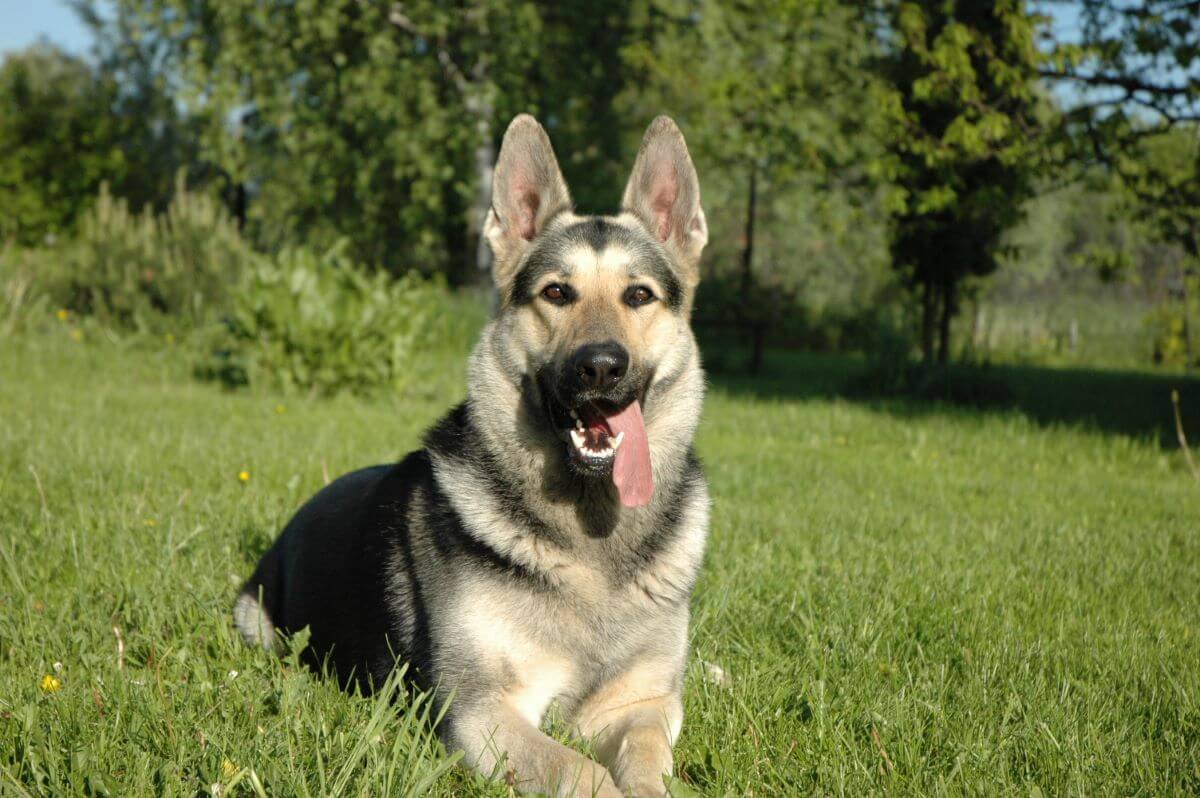 Are Eastern European Shepherd Dogs Rare In Us