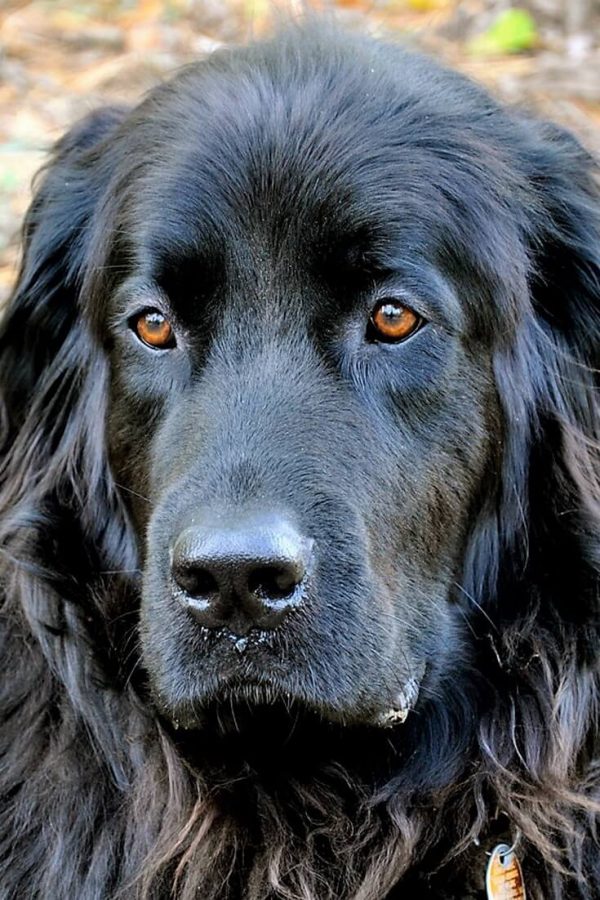 are-we-giving-enough-food-to-our-1-year-old-newfoundland