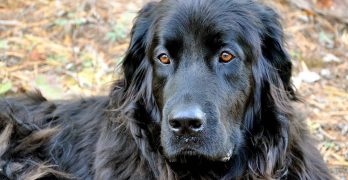 One-Year-Old Newfoundland dog lying in the garden