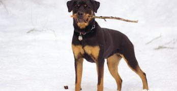 Rottweiler playing with a stick