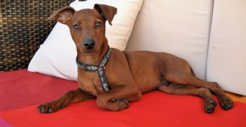 MIniature Pinscher resting on the sofa after having food