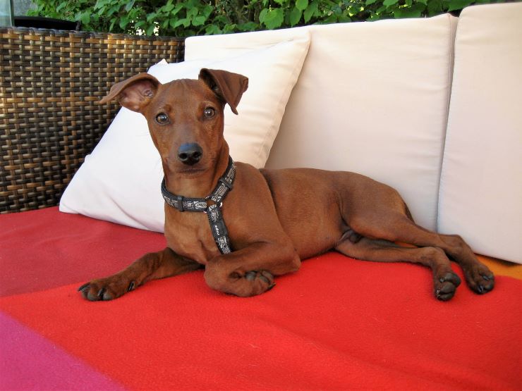 MIniature Pinscher waiting for its food