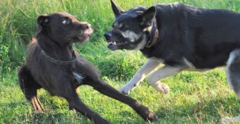 Two dogs fight in the park