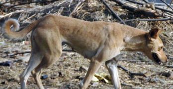 Indian Paria Dog