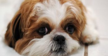 Shih Tzu puppy's head with large eyes