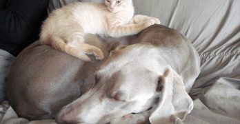 A cat lies on a sleeping Weimaraner