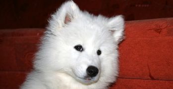 Samoyed female puppy portrait