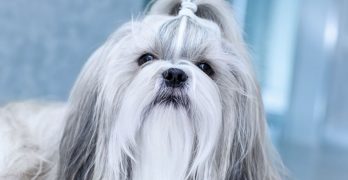 Shih Tzu dog portrait