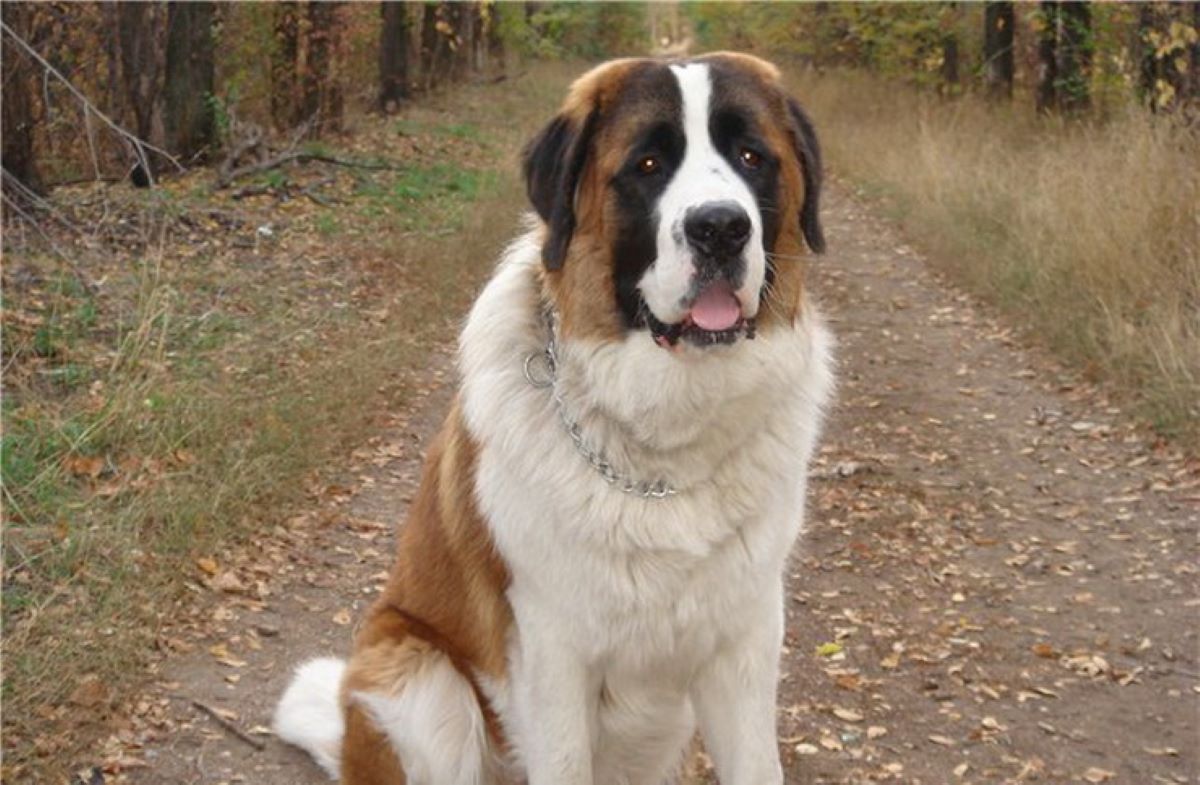 Московская сторожевая собака огромная