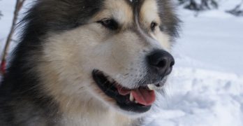 Alaskan Malamute snow portrait