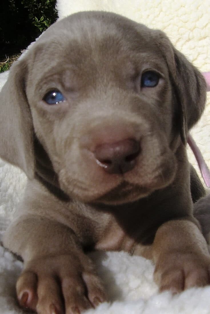 How Much Food and How Often to Feed a Weimaraner Puppy?