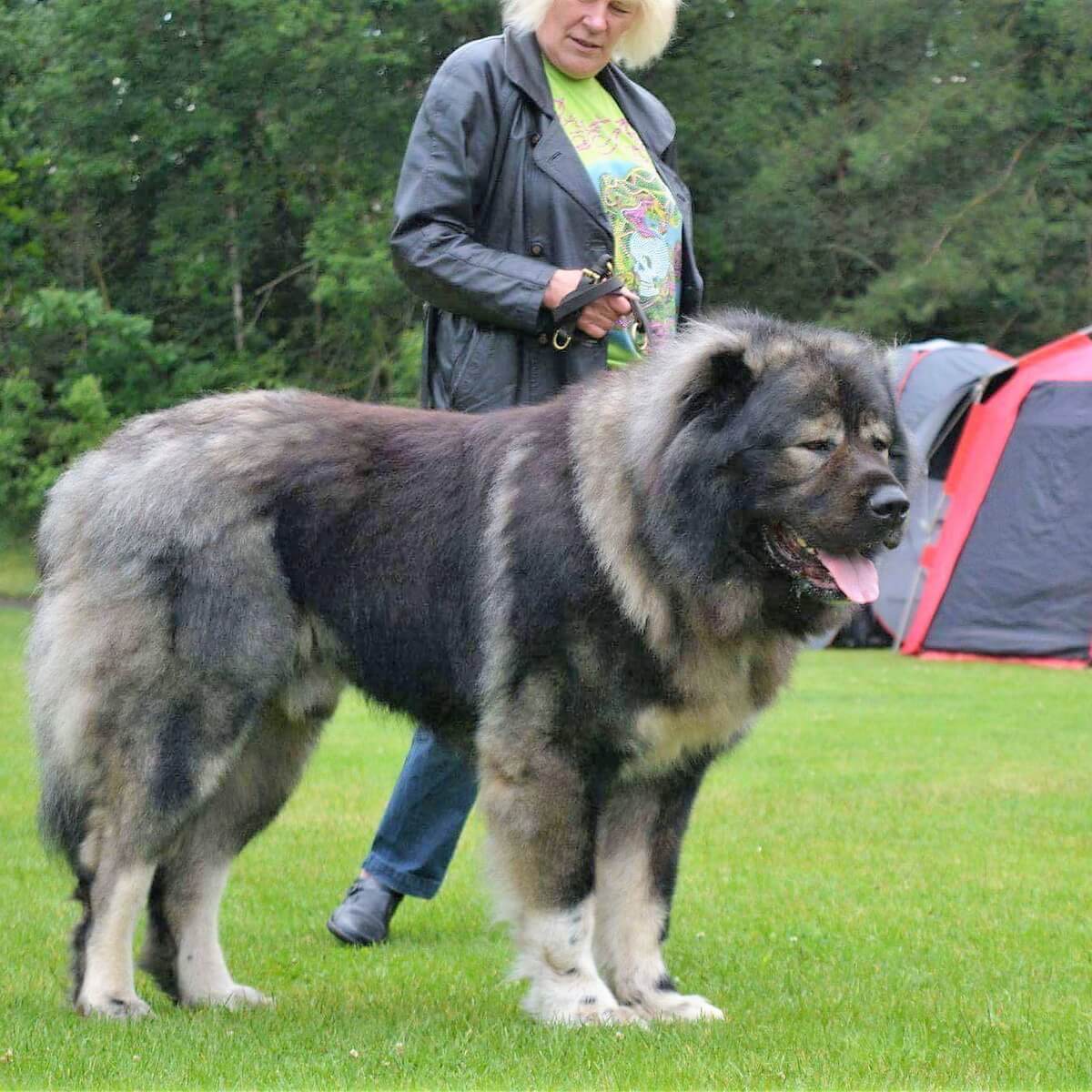 russian ovcharka dog