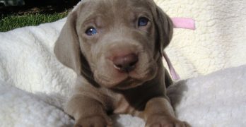 Small and sweet Weimaraner puppy on the bed