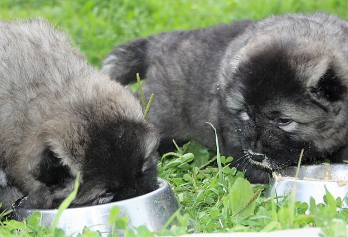 are bones safe for caucasian shepherd dog puppies