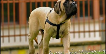 English Mastiff large puppy in the garden