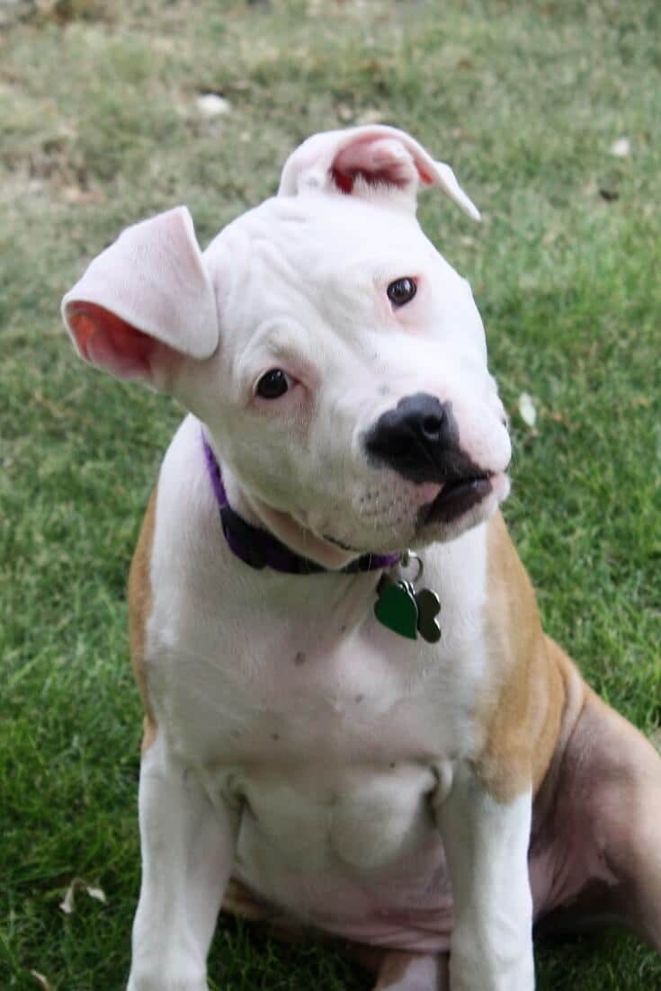 Why Do Some Pit Bulls Have Pointy And Others Have Floppy Ears   Pitbull Puppy With Floppy Ears 