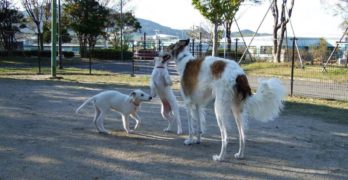 Borzoi female with two puppies