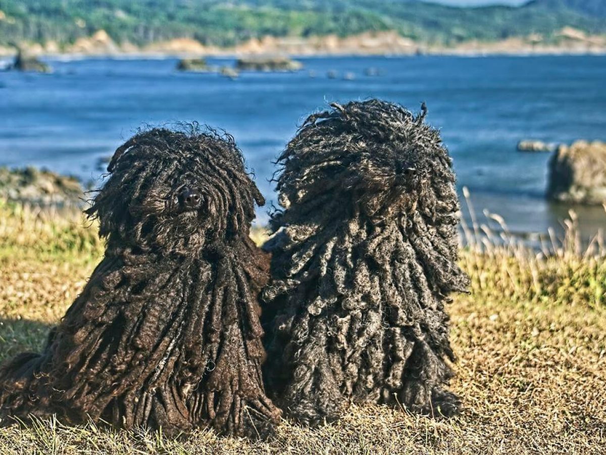 What S The Difference Between Puli And Komondor Dog