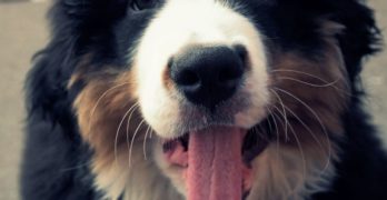 St Bernard puppy with its tongue out