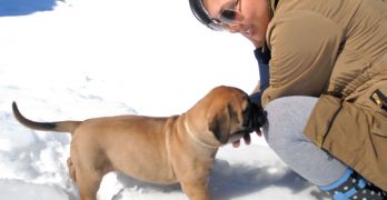 Bullmastiff puppy in the snow