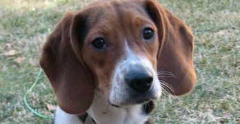 Beagle puppy outside portrait