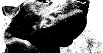 A black and white image of a black Labrador's head