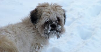 Dog outside in the snow