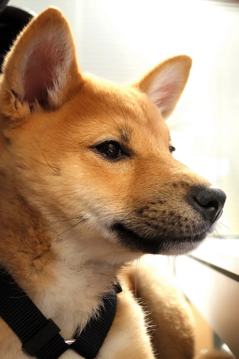 How Long will my Shiba Inu Live (life expectancy)?