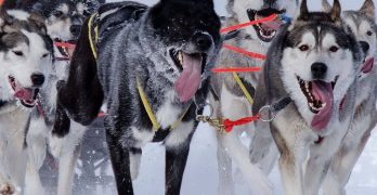 Siberian Huskies sledding