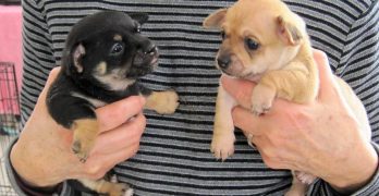 Two small male and female chihuahua puppies in owner's hands