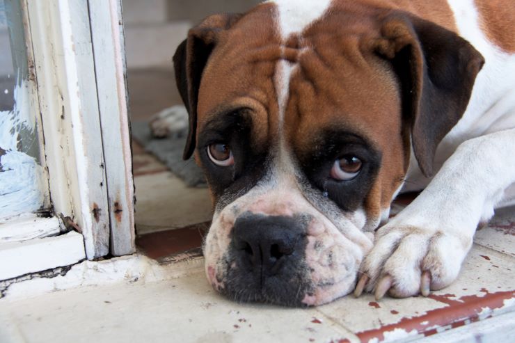 Boxer dog lying on a floor with guilty eyes