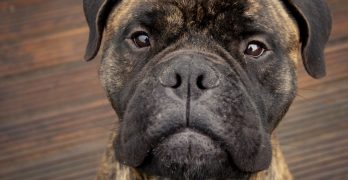 Bullmastiff puppy boy portrait