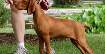 Owner gives treat to his dog while training