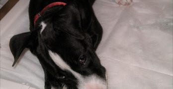 Puppy lying on a puppy training pad