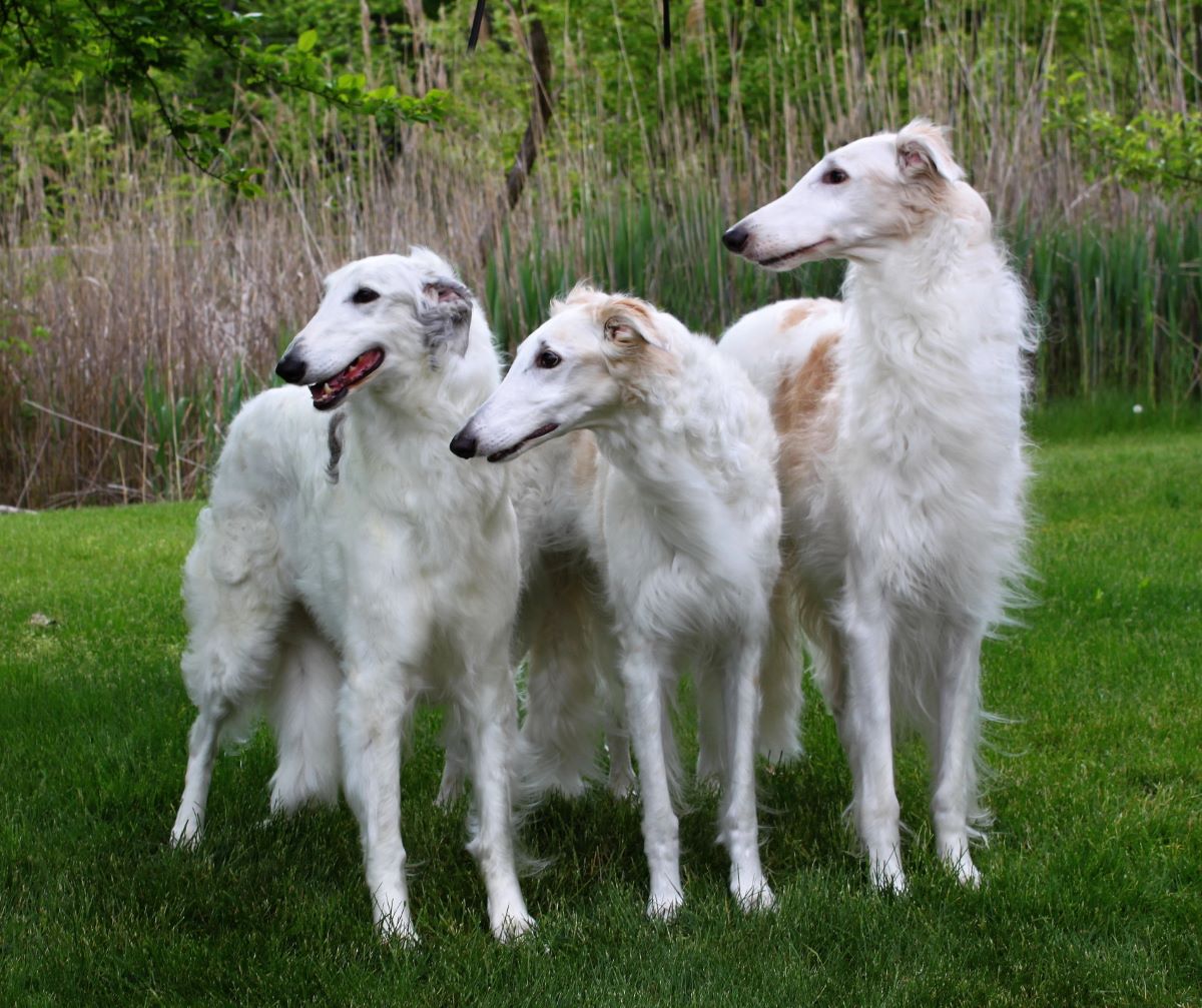 how much do borzoi puppies cost