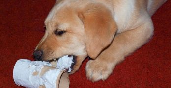 Puppy plays with toilet paper