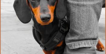 A Dachshund by the owner's leg