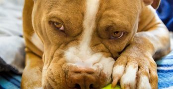 Pitbull dog playing with a toy