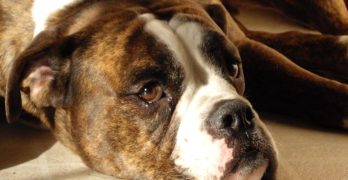 English Bulldog lying on a floor