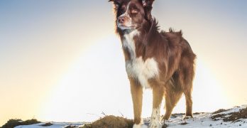 Border Collie on a winter hill