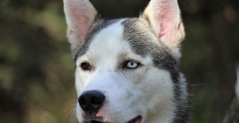 Alaskan Husky dog head