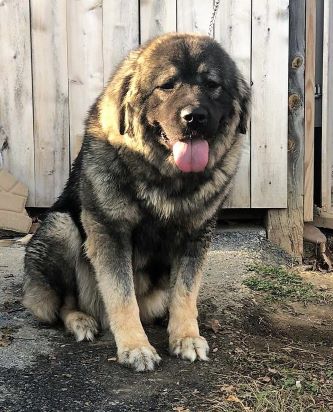 Caucasian Shepherd for Sale or Adoption (December 2019)