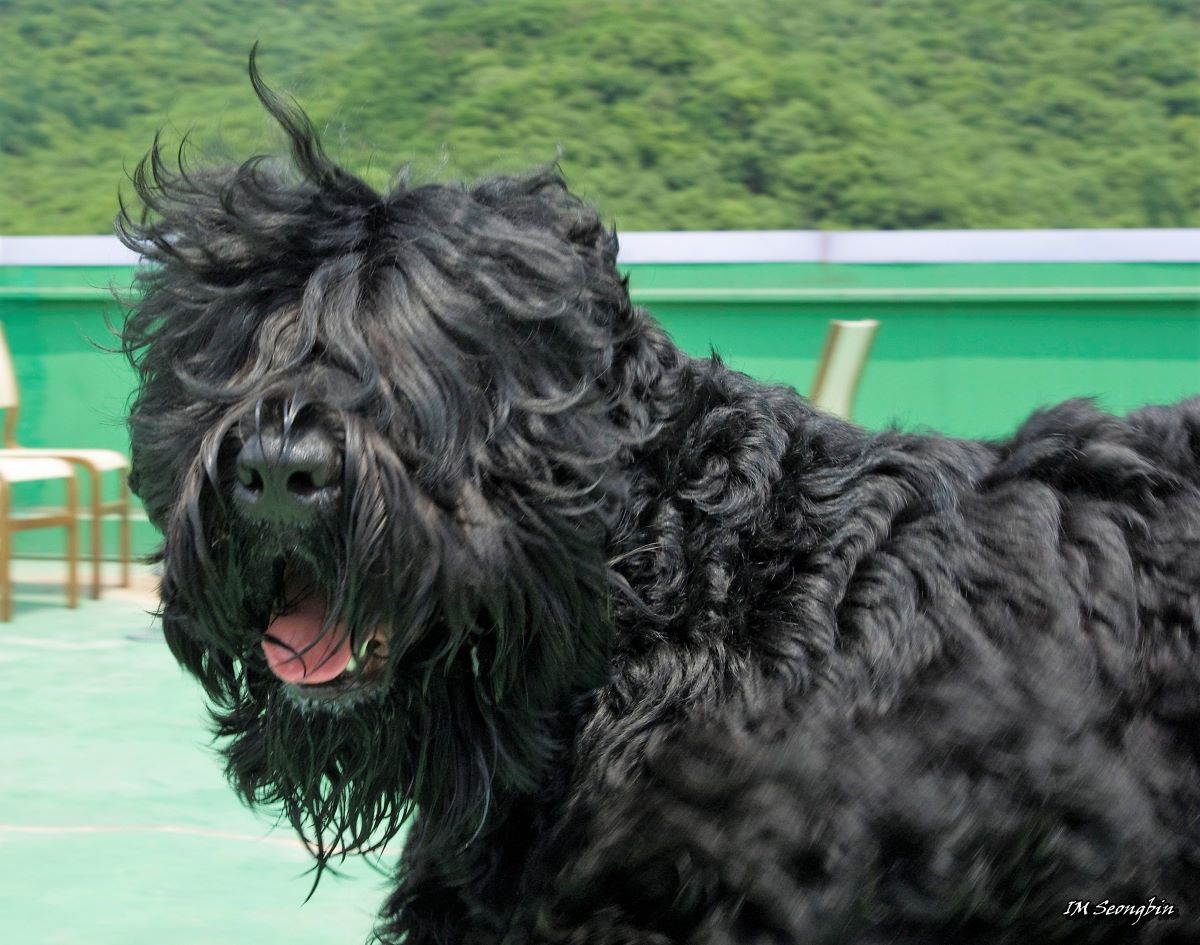 what breeds make up the black russian terrier