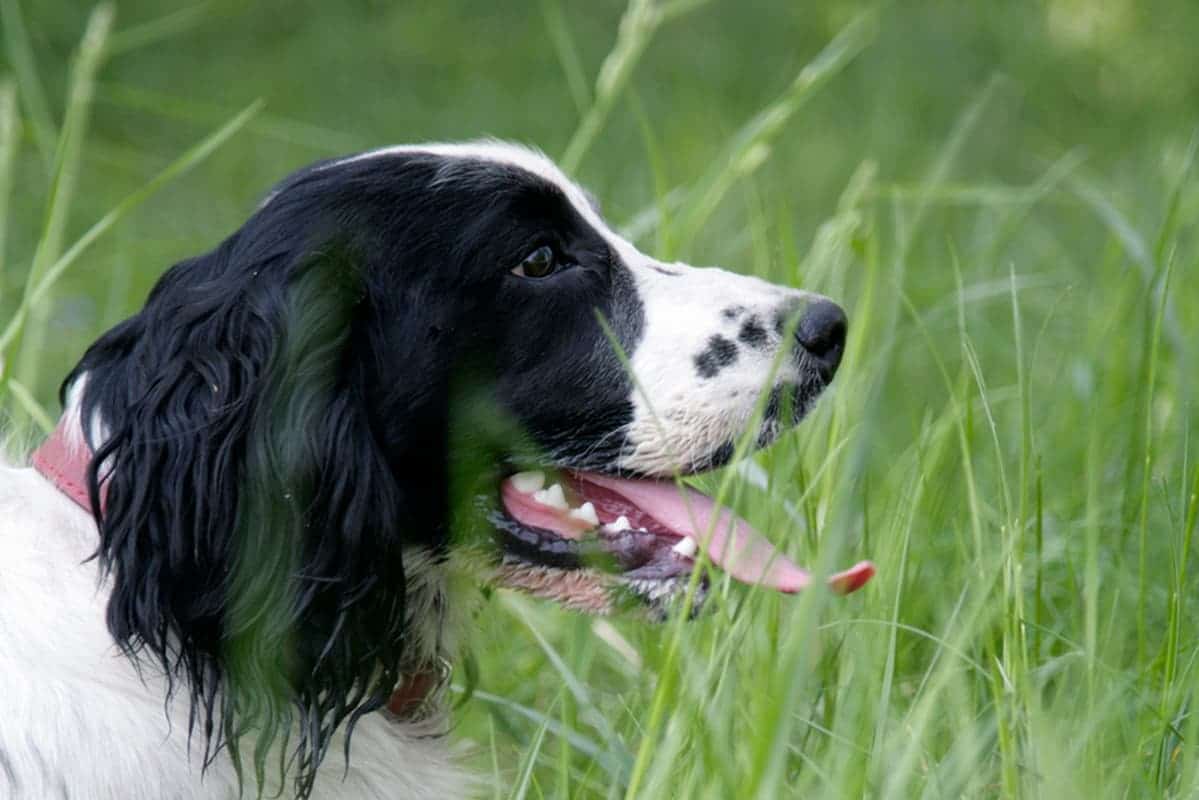 are russian spaniels friendly or dangerous to strangers