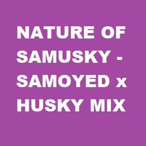 Samoyed-Husky mix banner