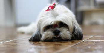 Young Shih Tzu girl on the floor