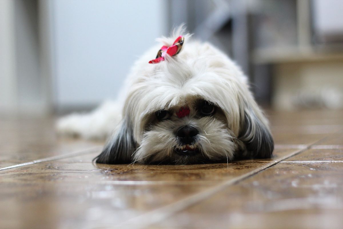 how can you tell if your shih tzu is pregnant