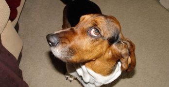 Basset Hound's questioning look